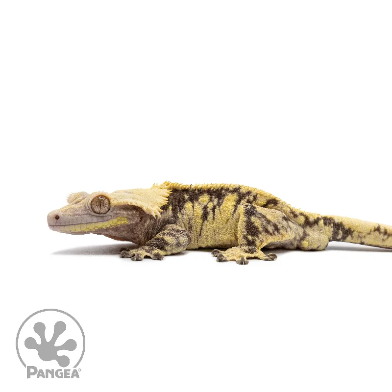 Male Extreme Harlequin Crested Gecko Cr-2663