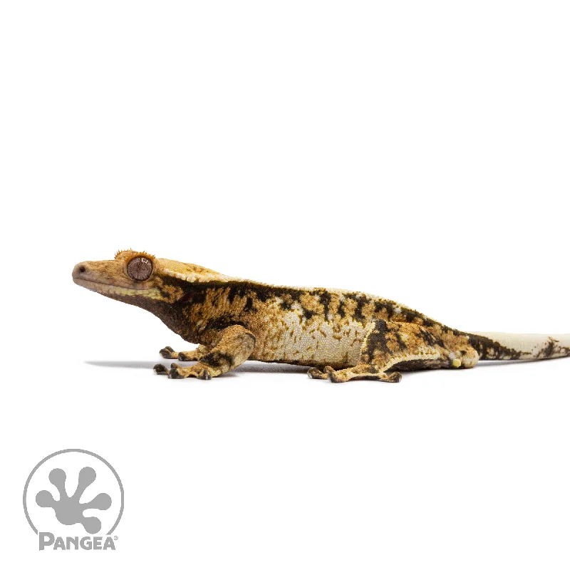 Male Tricolor Extreme Harlequin Crested Gecko Cr-2707