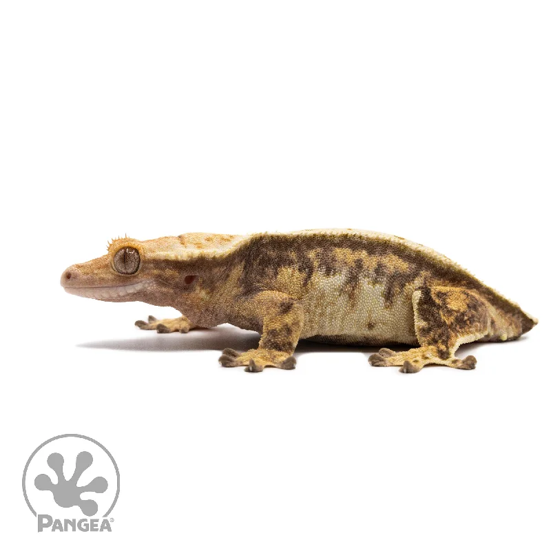 Female Tricolor Extreme Harlequin Crested Gecko Cr-2722