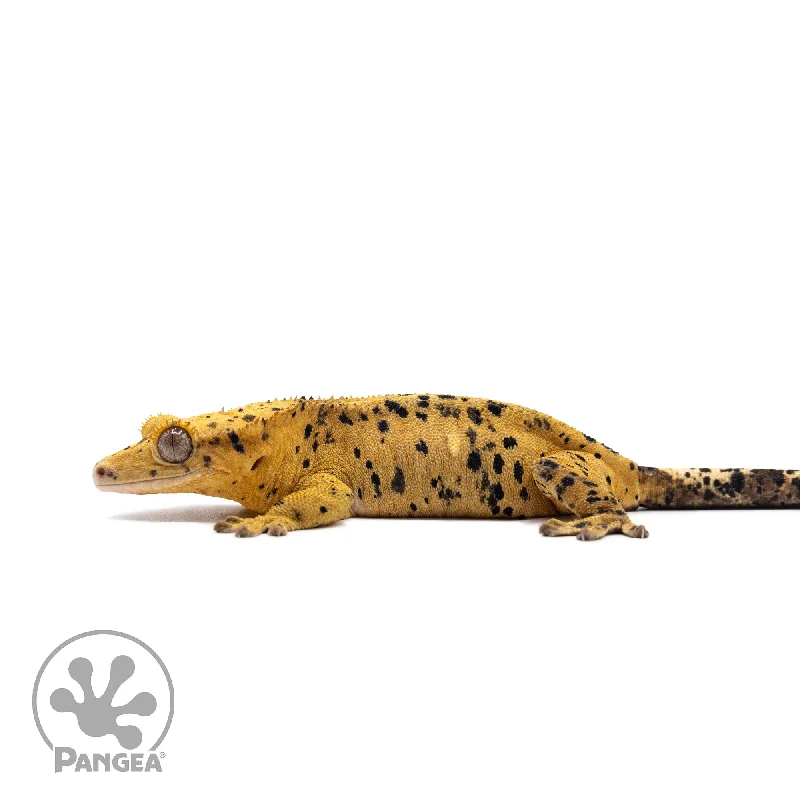 Female Super Dalmatian Crested Gecko Cr-2713