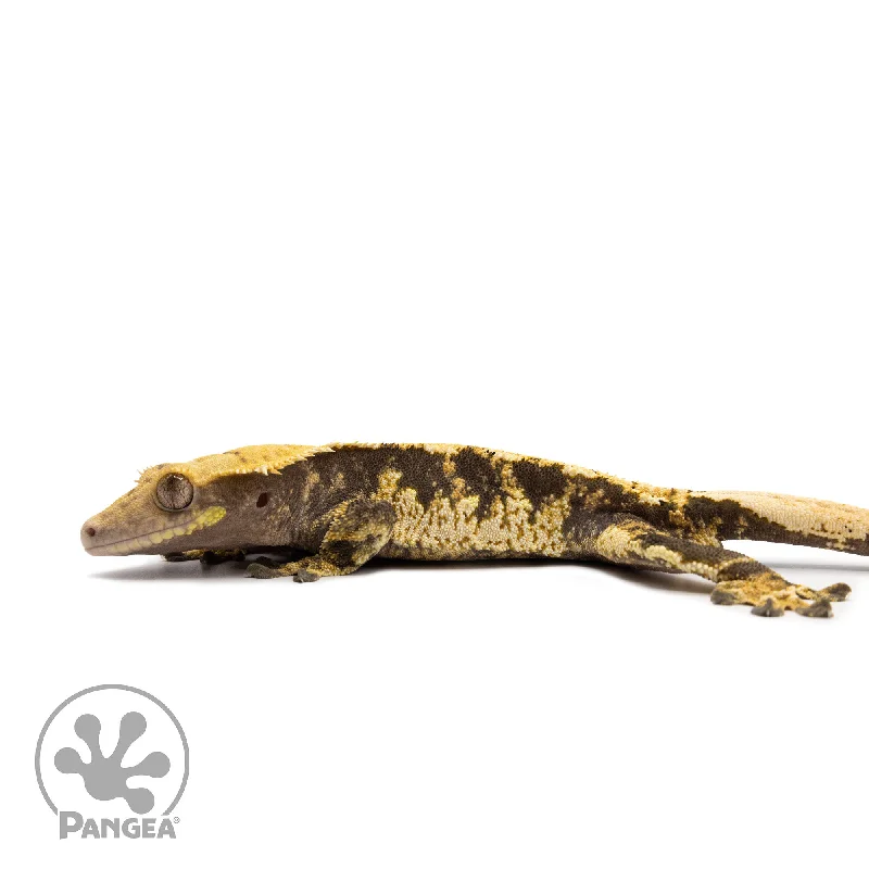 Male Tricolor Extreme Harlequin Crested Gecko Cr-2645