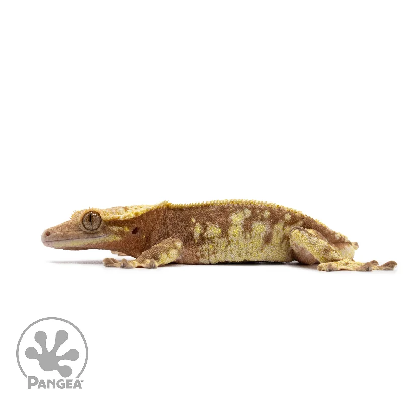 Male Red Extreme Harlequin Crested Gecko Cr-2631