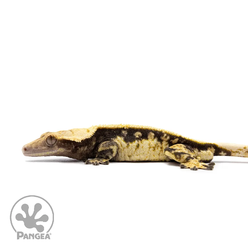 Male White Wall Crested Gecko Cr-2611