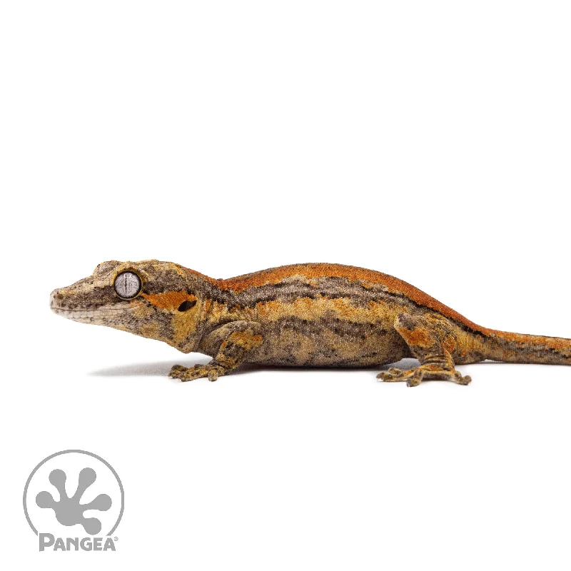 Juvenile Orange Striped Gargoyle Gecko Ga-0314