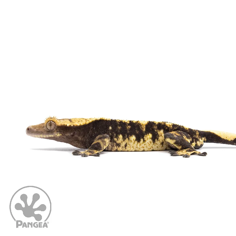 Male Extreme Harlequin Crested Gecko Cr-2044