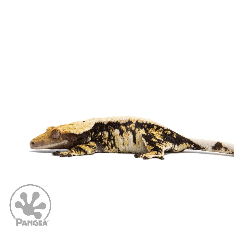 Female Tricolor Extreme Harlequin Crested Gecko Cr-2731