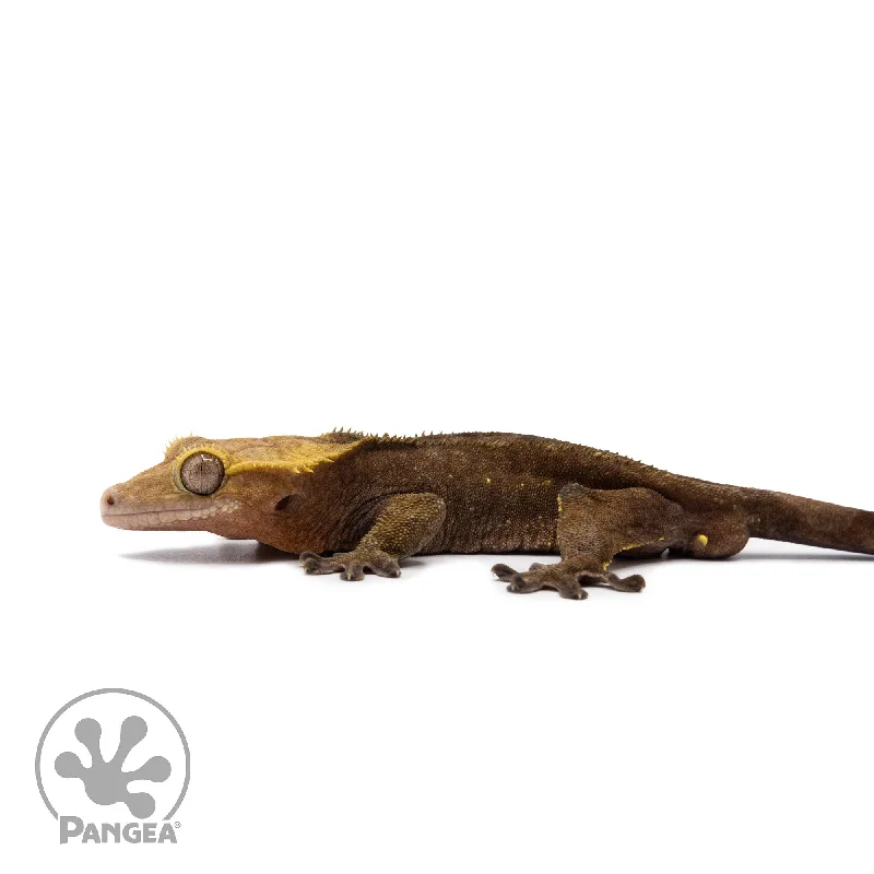 Male Dark Patternless Crested Gecko Cr-2626