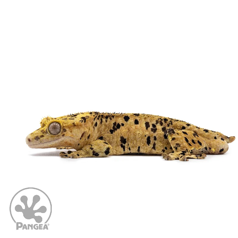 Male Super Dalmatian Crested Gecko Cr-2639