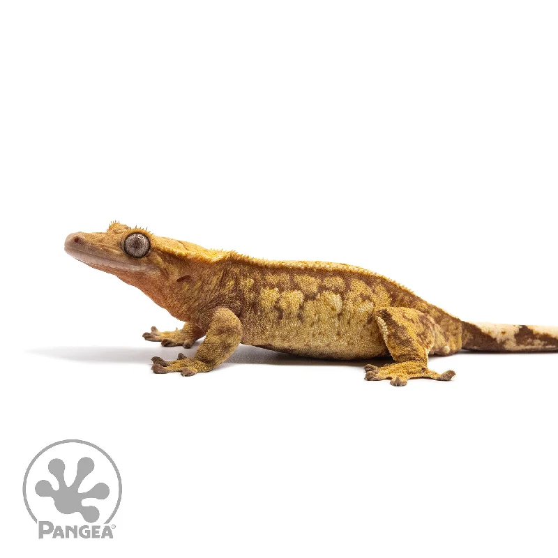 Female Red Extreme Harlequin Crested Gecko Cr-2737