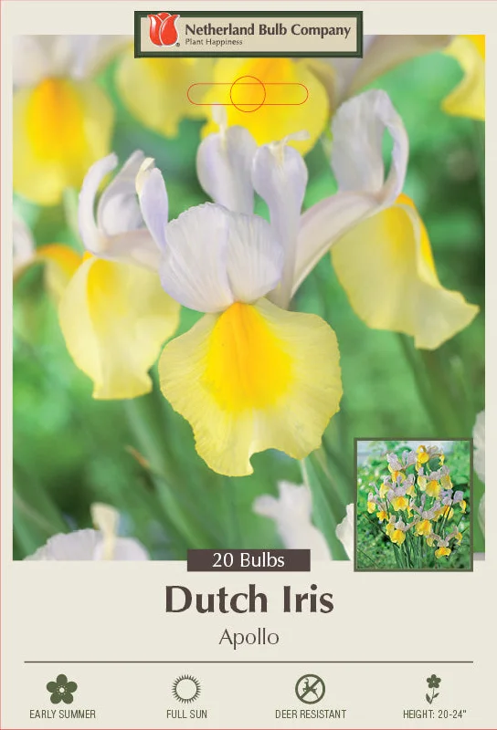 Netherland Bulb Company Dutch Iris 'Apollo'