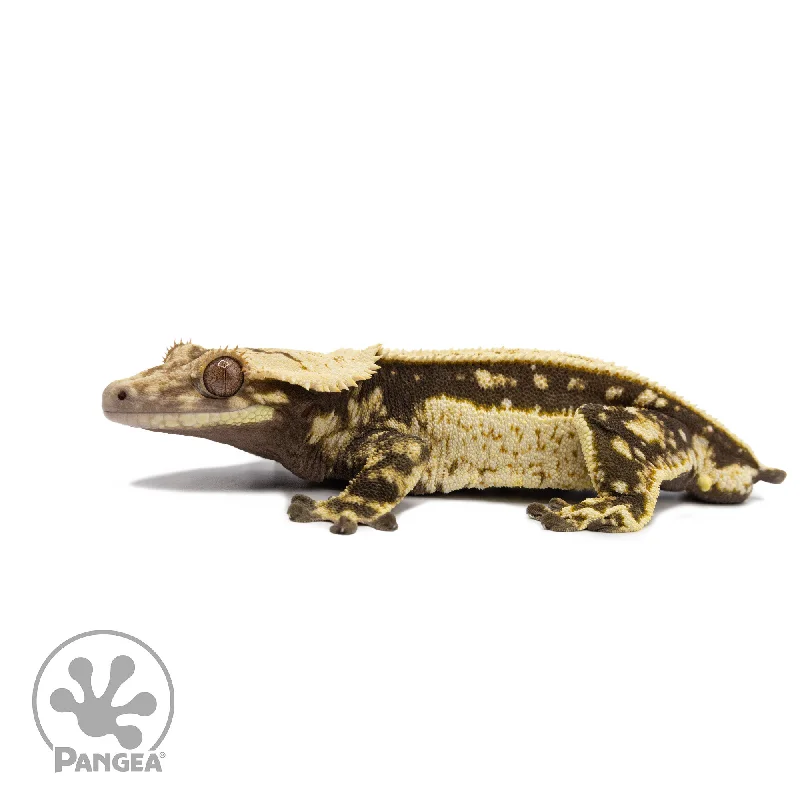 Male White Wall Quadstripe Crested Gecko Cr-2677