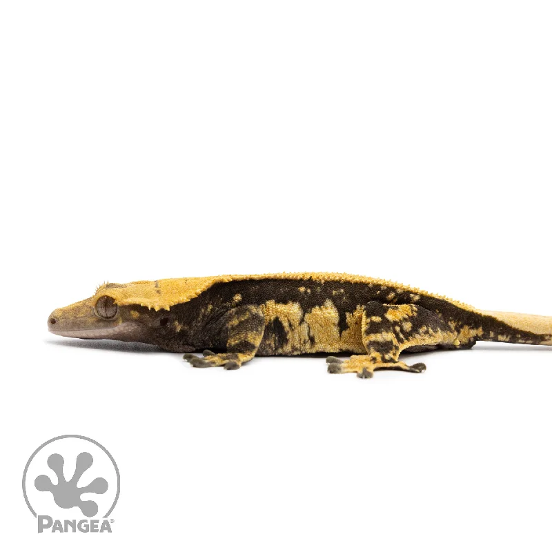 Female Solid Back Crested Gecko Cr-2593