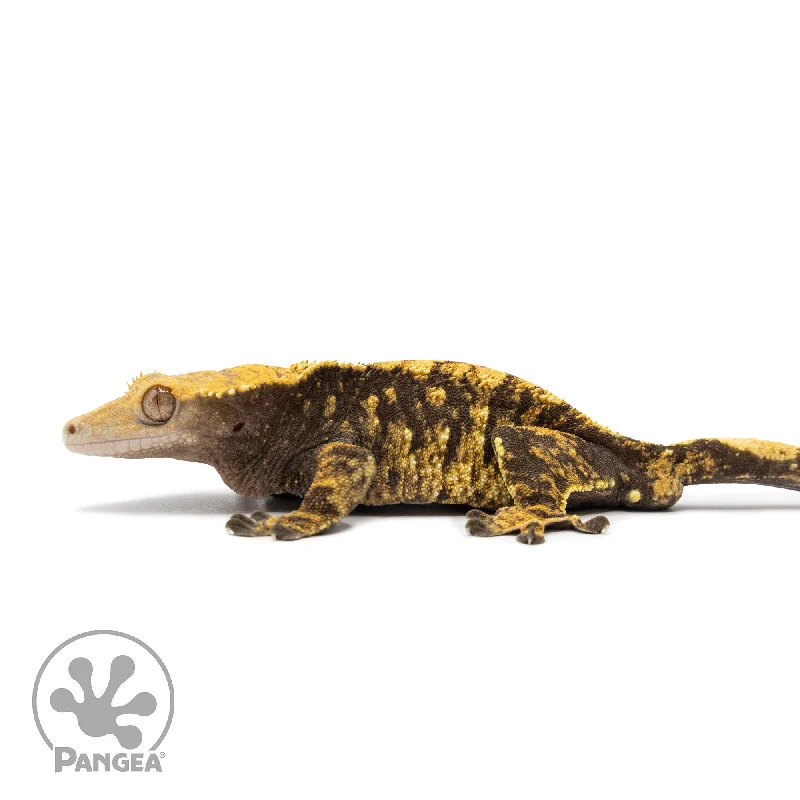 Male XXX Crested Gecko Cr-2585