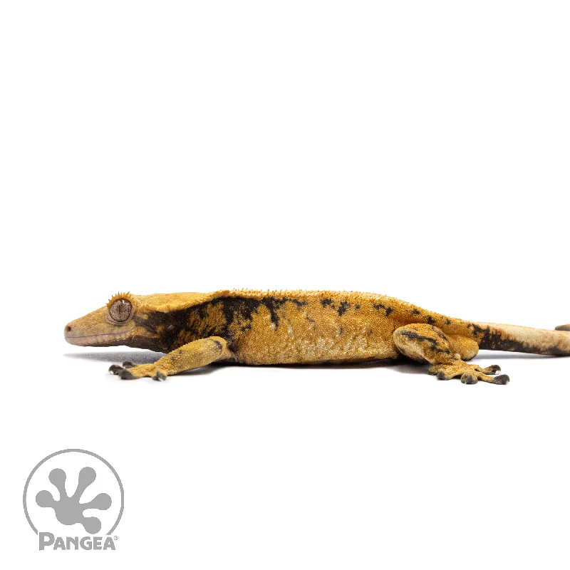 Male Tricolor XXX Crested Gecko Cr-2715