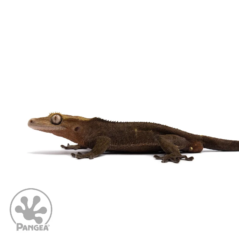 Male Dark Phantom Crested Gecko Cr-2727