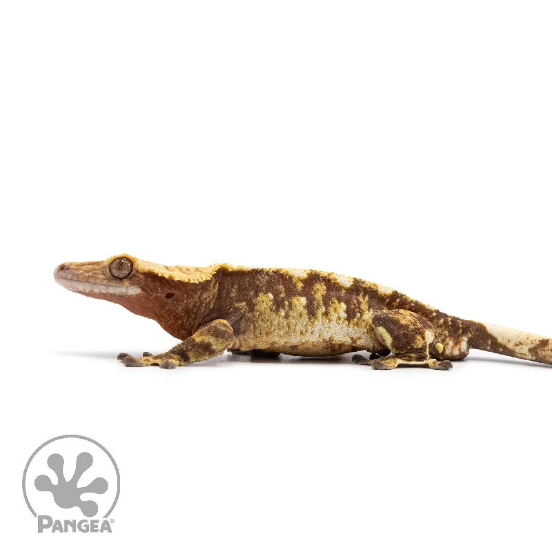 Male Red Tricolor Crested Gecko Cr-2609