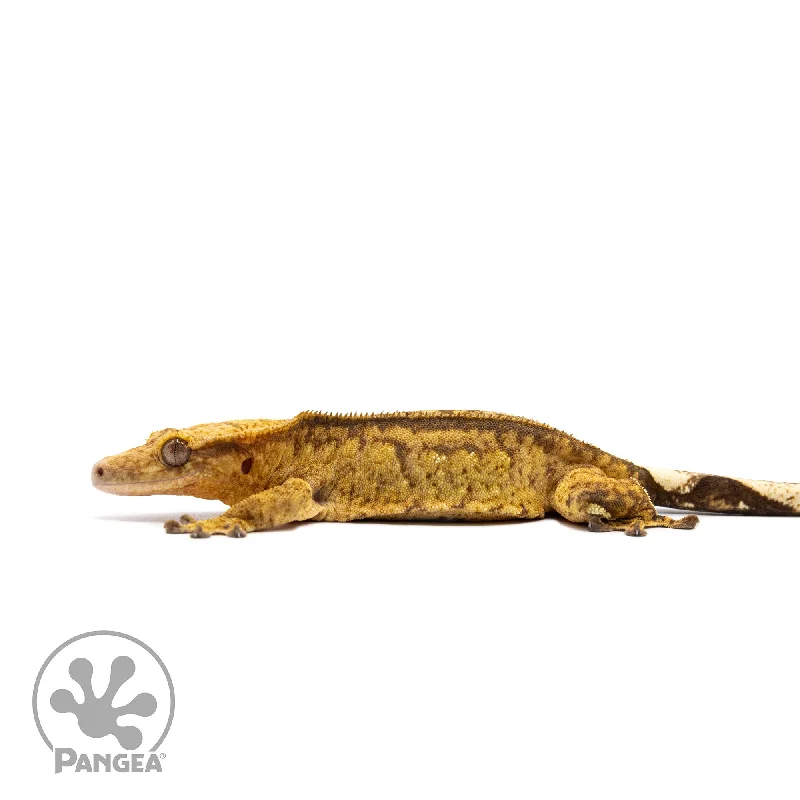 Female Reverse Pinstripe Crested Gecko Cr-2751