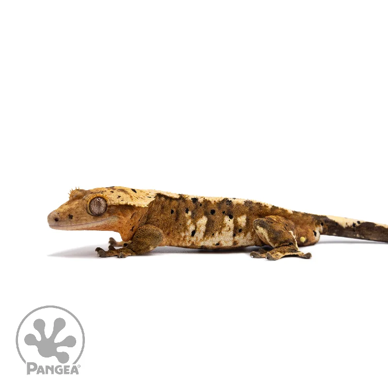 Male Super Dalmatian Harlequin Crested Gecko Cr-2741