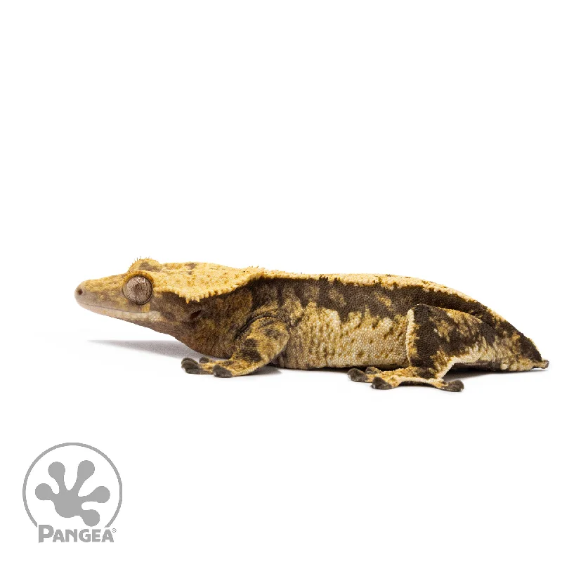 Female Tricolor White Wall Crested Gecko Cr-2703