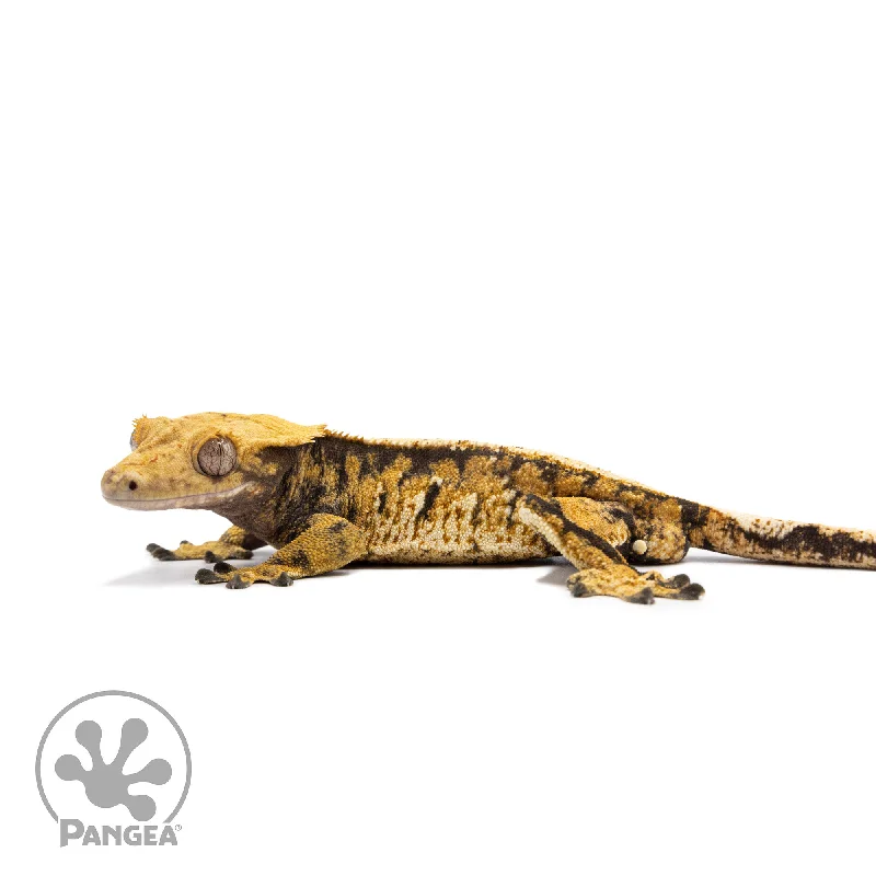 Female Tricolor Extreme Harlequin Crested Gecko Cr-2746