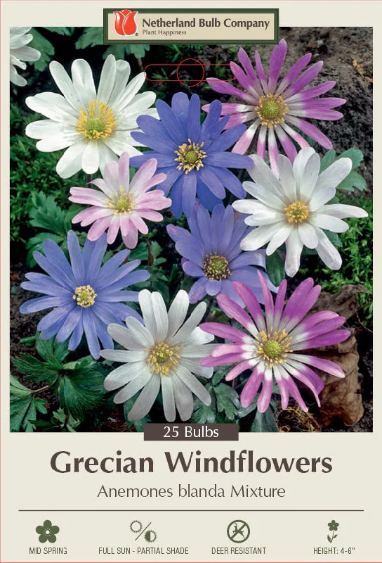 Netherland Bulb Company Grecian Windflowers