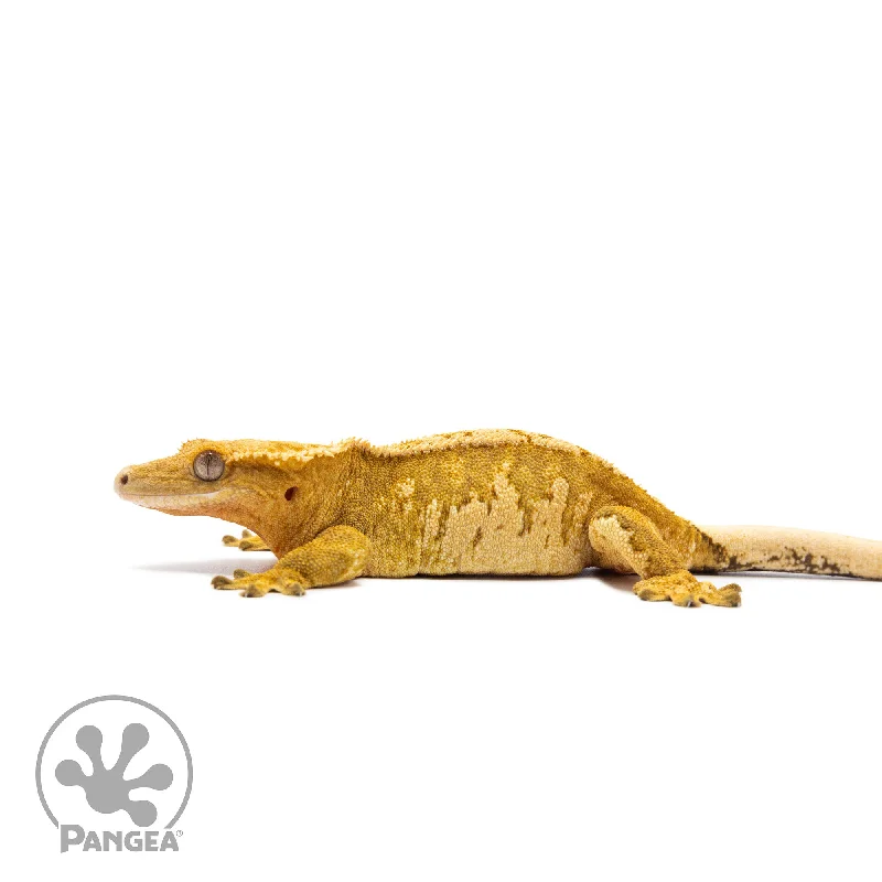 Female Yellow Extreme Harlequin Crested Gecko Cr-2749