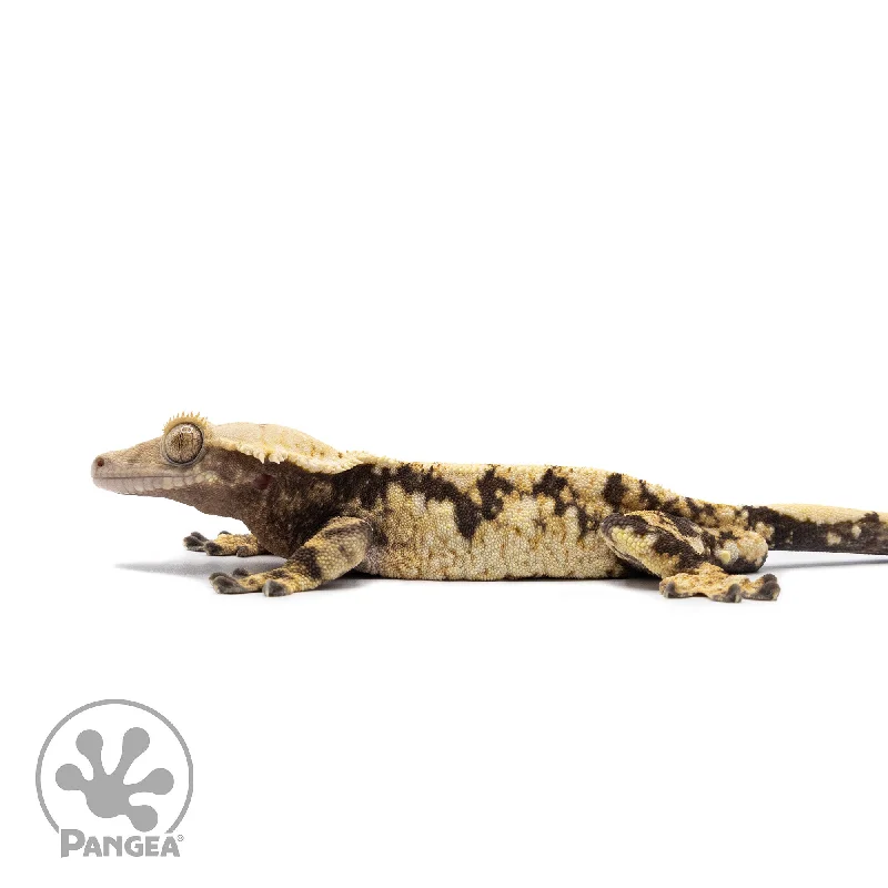 Male Tricolor XXX Crested Gecko Cr-2638