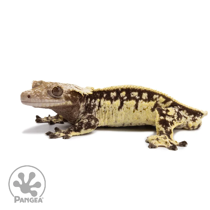 Male White Wall Crested Gecko Cr-2653