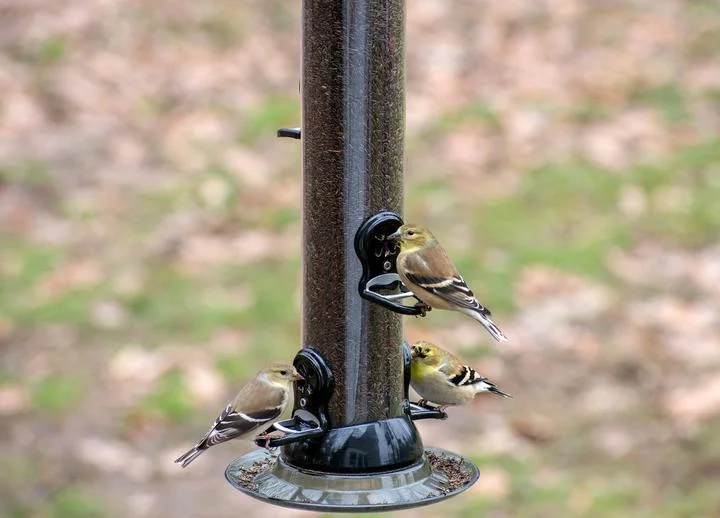 Droll Yankees® Onyx Clever Clean® Thistle Finch Feeder with Easy Opening, 3 lb. capacity, 24 in.