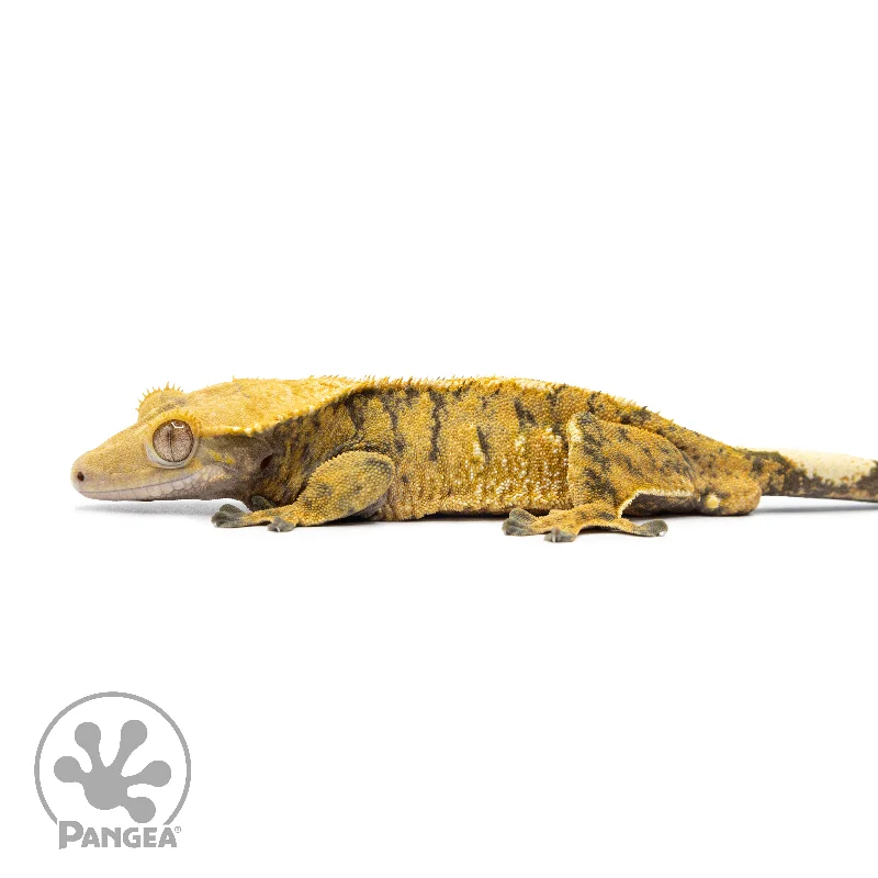 Male Extreme Harlequin Crested Gecko Cr-2552