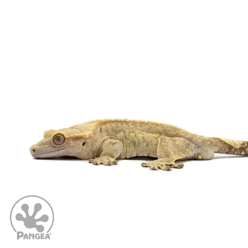 Male Brindle Crested Gecko Cr-2643