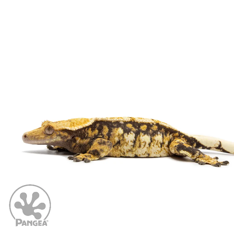 Female Tricolor Extreme Harlequin Crested Gecko Cr-2557