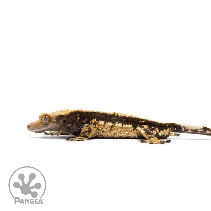 Male Tricolor Quadstripe Crested Gecko Cr-2748