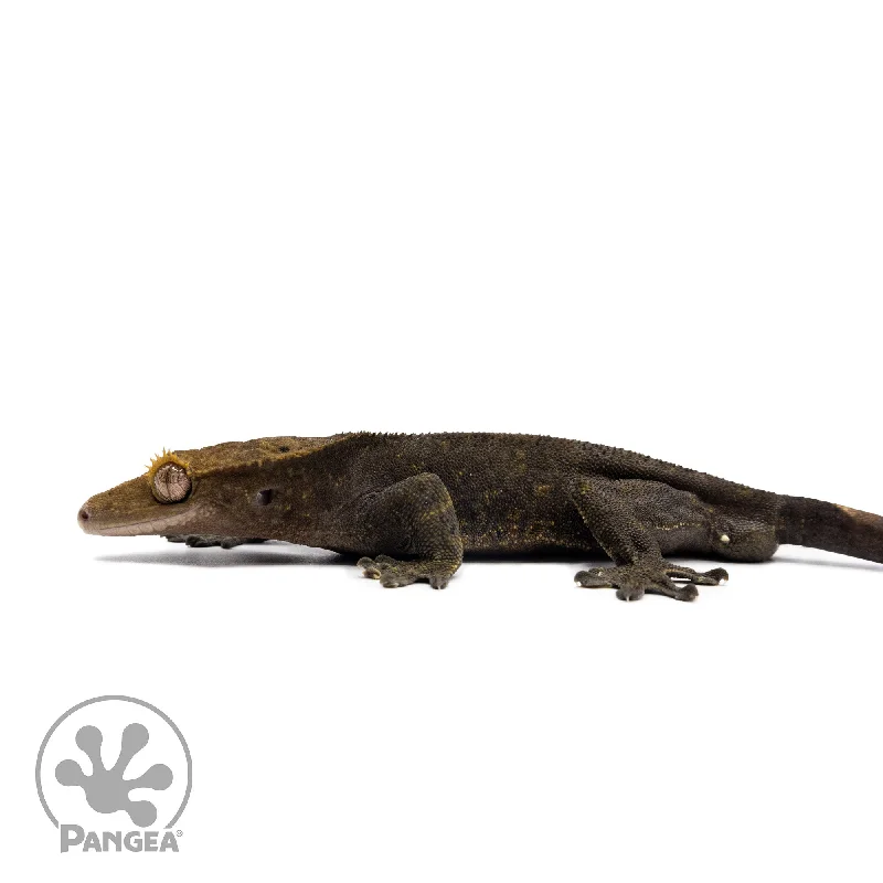 Male OG Noir Crested Gecko Cr-2586