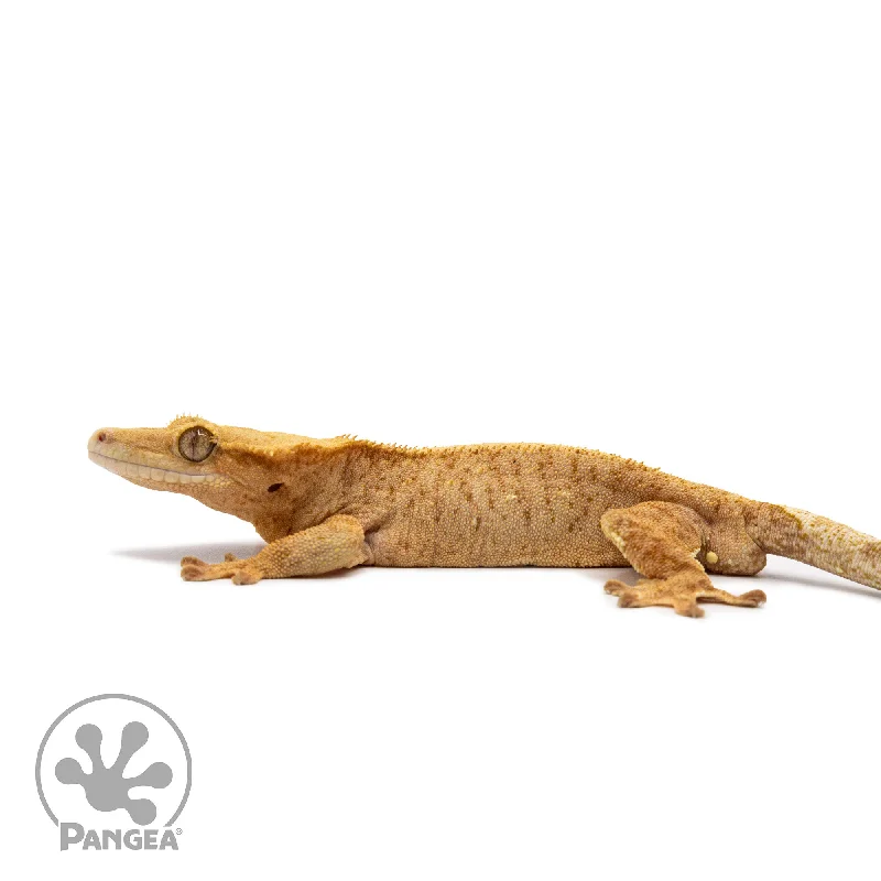 Male Orange Brindle Crested Gecko Cr-2633