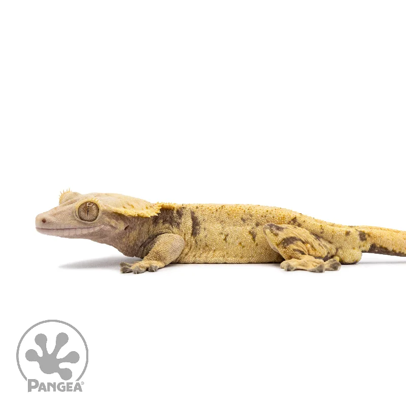 Male Extreme Harlequin Crested Gecko Cr-2575