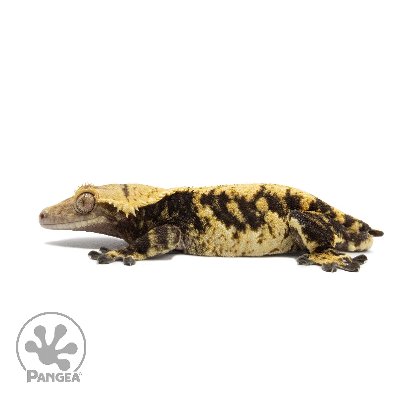 Male XXX Crested Gecko Cr-2572