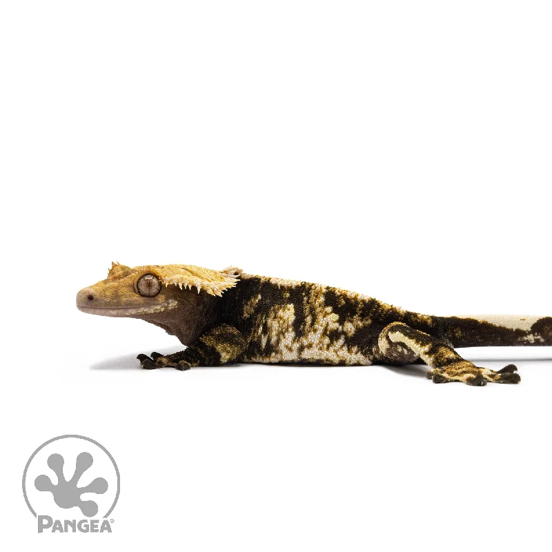 Male Tricolor Extreme Harlequin Crested Gecko Cr-2705