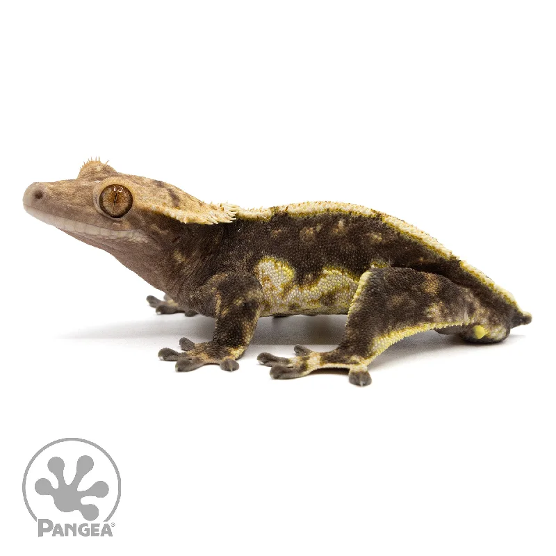 Male Harlequin Crested Gecko Cr-2379