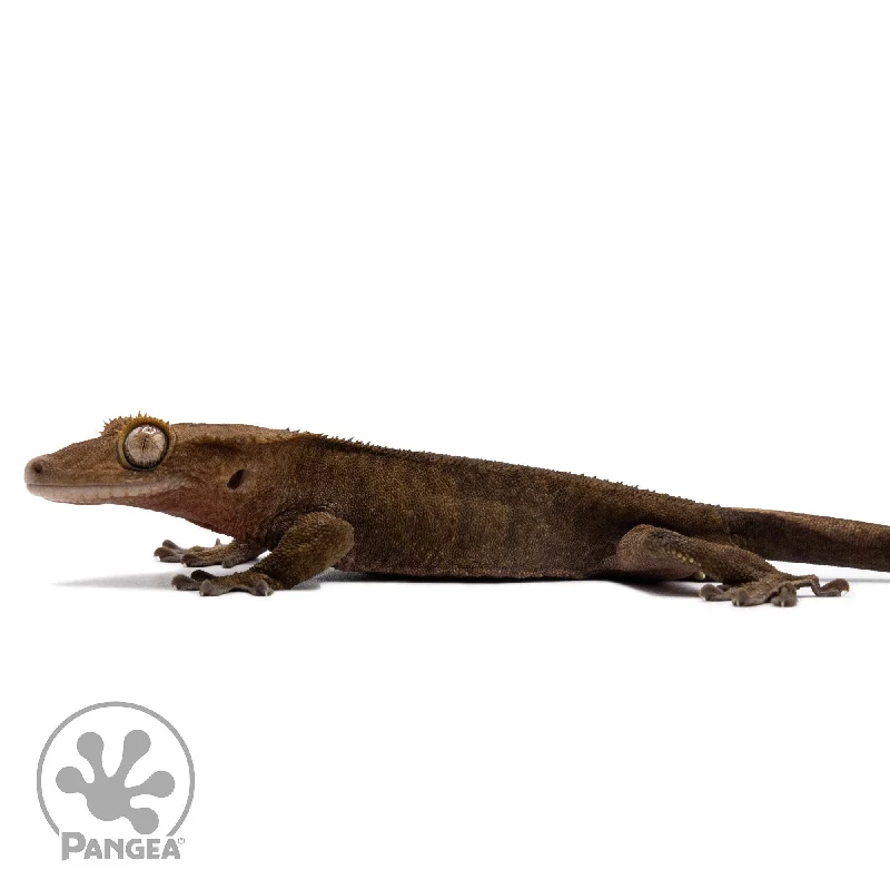 Male Dark Phantom Crested Gecko Cr-2765