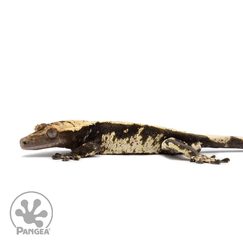 Male Betty White Harlequin Crested Gecko Cr-2619