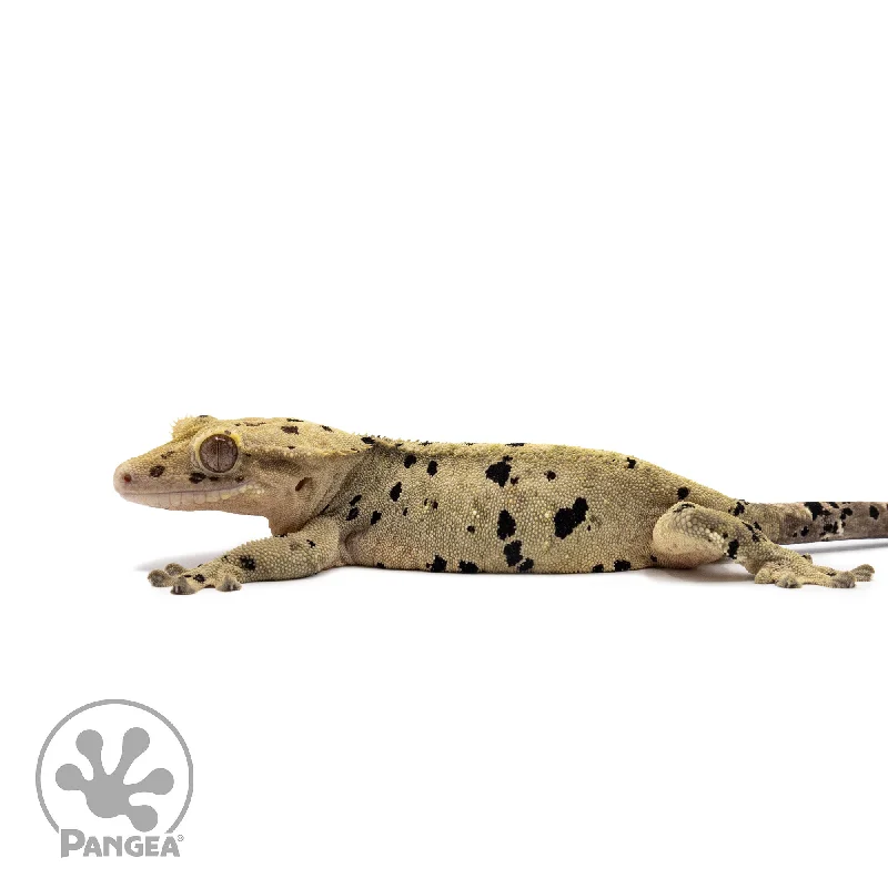 Female Ink Blot Crested Gecko Cr-2636