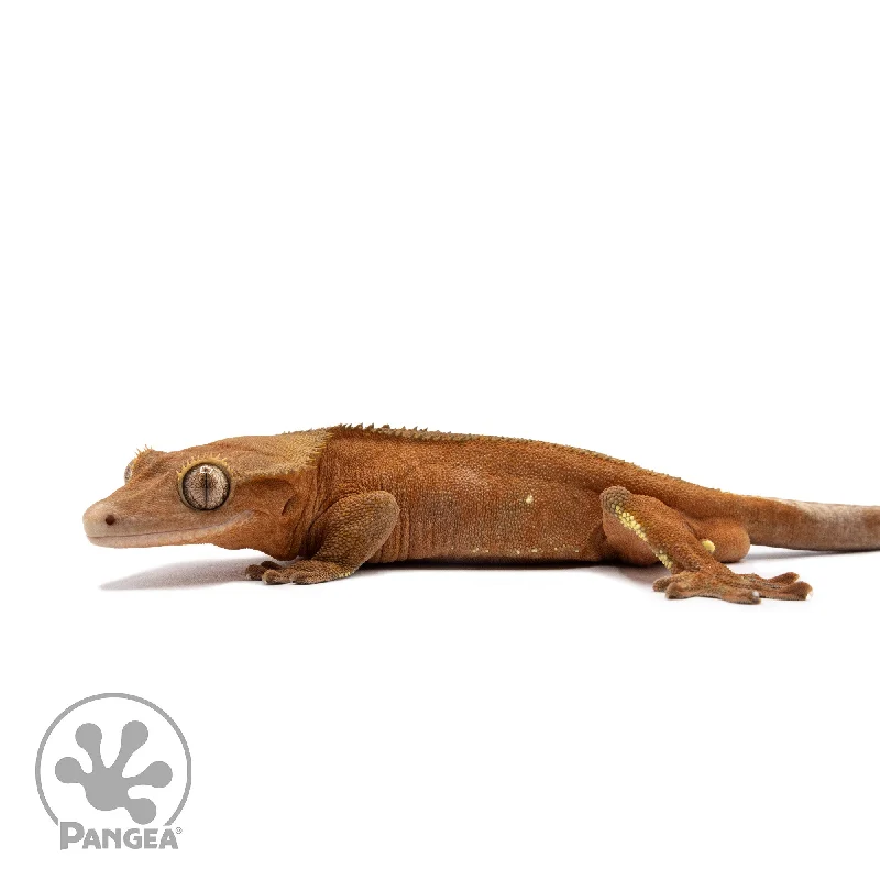 Male Red Phantom Crested Gecko Cr-2644