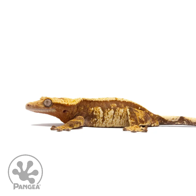 Female Red Extreme Harlequin Crested Gecko Cr-2743