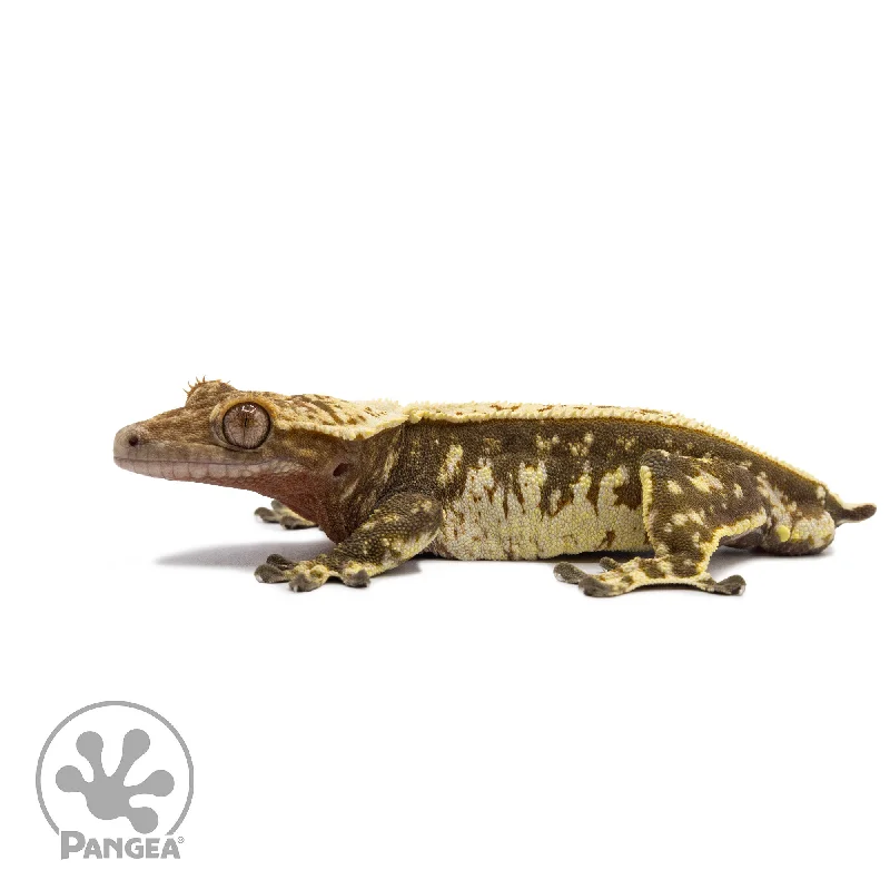 Male Pinstripe Crested Gecko Cr-2679