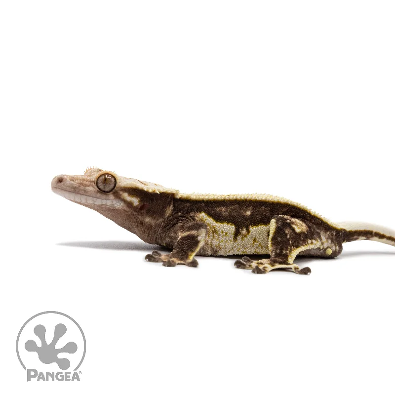 Male Quadstripe Crested Gecko Cr-2623