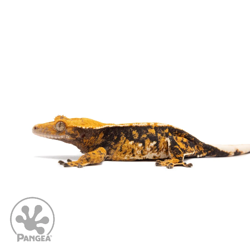 Female Tricolor Extreme Harlequin Crested Gecko Cr-2750