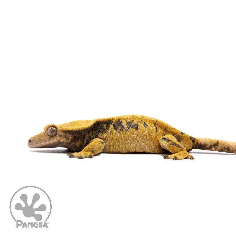 Female Extreme Harlequin Crested Gecko Cr-2730