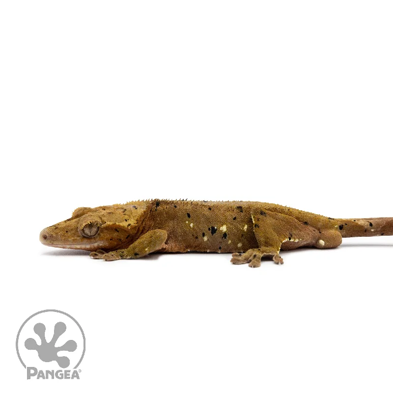 Male Dalmatian Crested Gecko Cr-2230