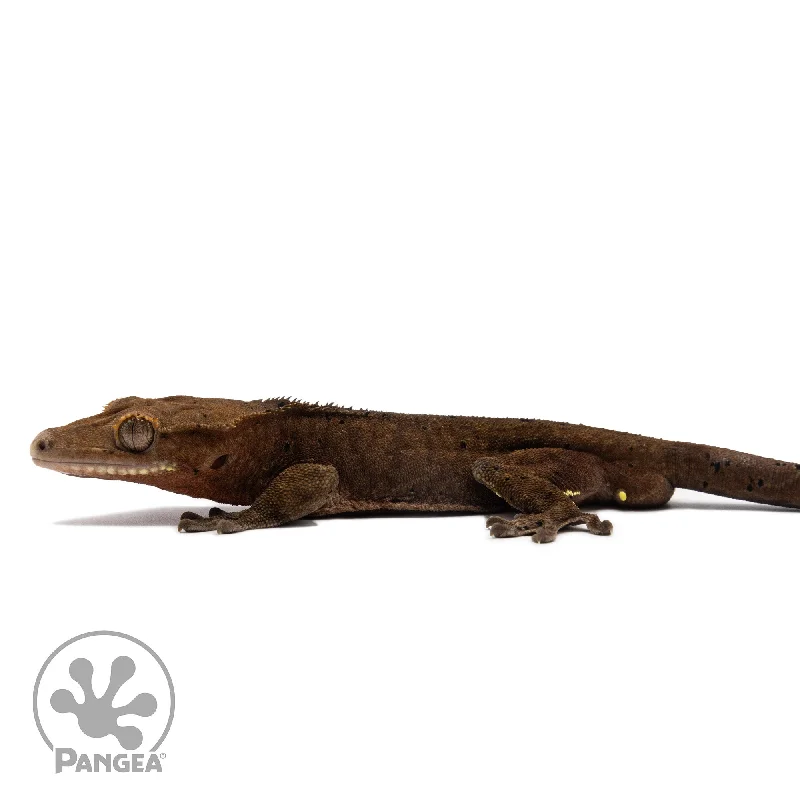 Male Dark Dalmatian Crested Gecko Cr-2764